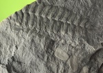 Neuropteris