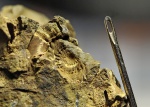 Гастропода сем. Discohelicidae