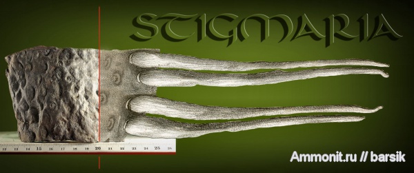 stigmaria