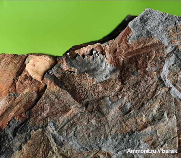 растения, Bothrodendron, ботродендрон