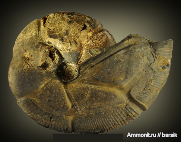 аммониты, Holcophylloceras, Ammonites, Holcophylloceras zignodianum
