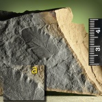 "Гофрированный" Neuropteris-2