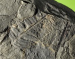 Alethopteris Grandini ?