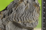 N. rarinervis