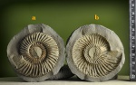 Parkinsonia.