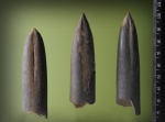 Аcroteuthis ?