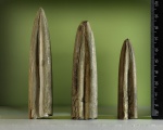 Cylindroteuthidae (Lagonibelus)?
