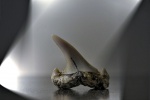 Eostriatolamia.
