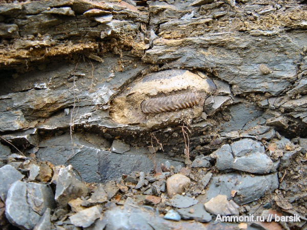 аммониты, Parkinsonia, Ammonites