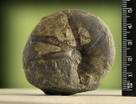 Calliphylloceras platilateralis