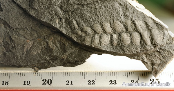 растения, Neuropteris, Mariopteris