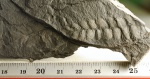 Mariopteris  и Neuropteris.