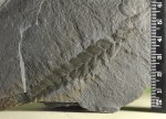 Фрагмент листа Neuropteris.