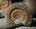 Parkinsonia
