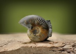 Graphoceratidae, Leioceras.
