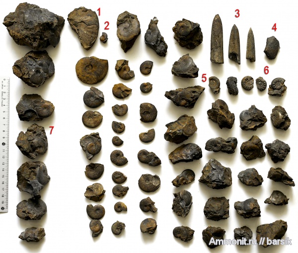 аммониты, Ammonites, Leioceras, Bredyia, аален, Aalenian