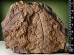 Mariopteris, Neuropteris-2.
