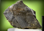 S. mamillaris