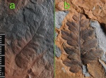 Mariopteris 2.
