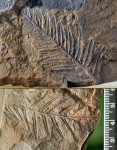 Alethopteris -2 фрагмента.
