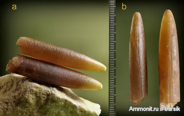 белемниты, ростры, Belemnitella, belemnites