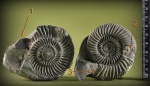 Parkinsonia с начинкой.