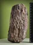 Корневище - 3D.