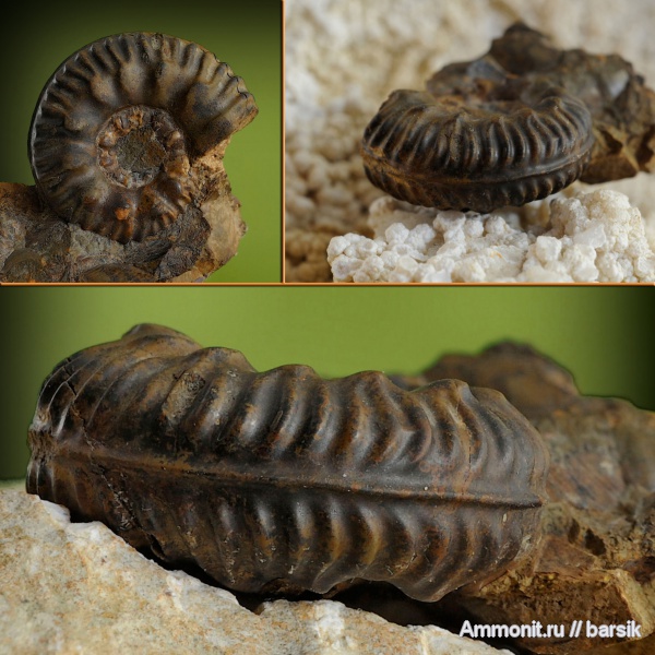 аммониты, Ammonites, Bredyia, аален, Aalenian