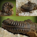 Bredyia crassornata ?