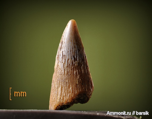 зубы, teeth