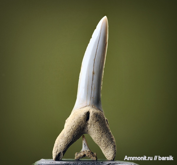 зубы, teeth