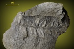 Mariopteris-3