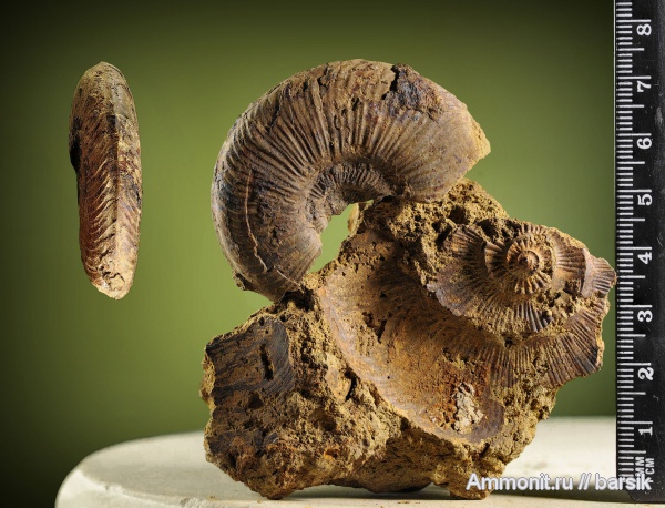 аммониты, Ammonites