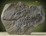 Neuropteris.