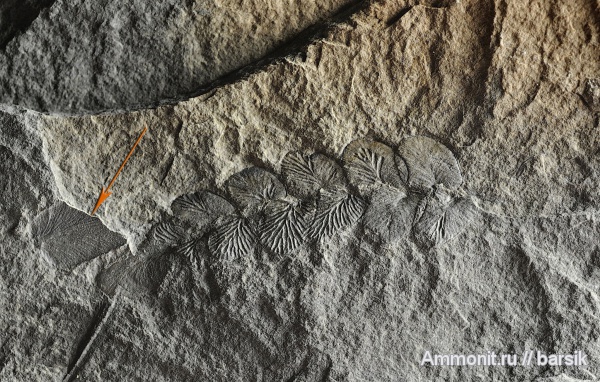 растения, Reticulopteris munsteri