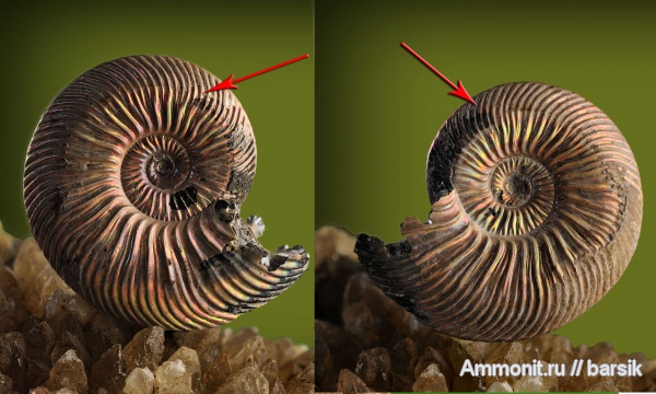 аммониты, Quenstedtoceras, Quenstedtoceras lamberti, Ammonites