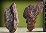 Lepidophloios и  молодой  Lepidodendron?