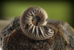 Vertumniceras mariae - "Dents and wrinkles on the ribs"