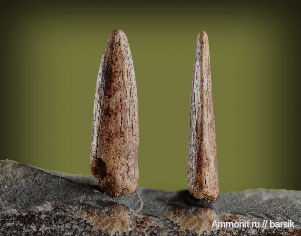 зубы, teeth
