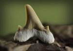 Оtodus obliquus.