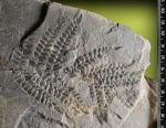 Neuropteris –фрагмент листа.