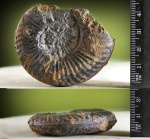 Staufenia ?