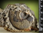 Pleydellia-1