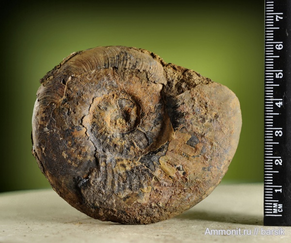 аммониты, Ammonites, Pleydellia, Grammoceratinae