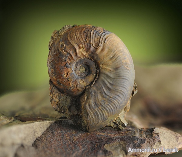 аммониты, Ammonites, Leioceras, Graphoceratidae