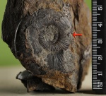 Dumortieria.