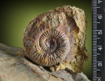 Staufenia.???
