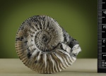 Kosmoceras jason