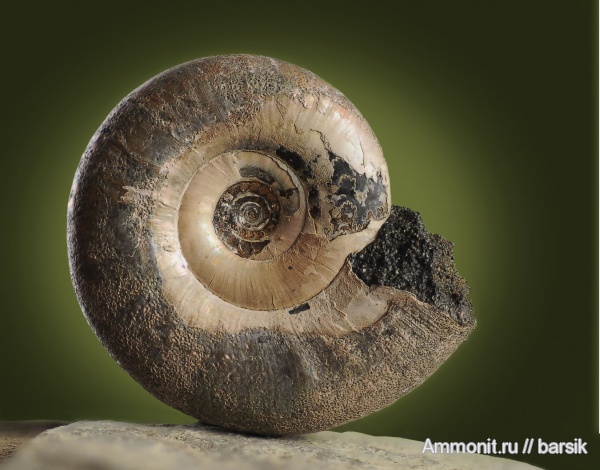 аммониты, Kachpurites, Kachpurites fulgens, Ammonites, Volgian
