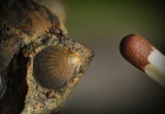 Pectinidae.  Прижизненный узор.